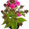Flox Metlinatý - Phlox Paniculata