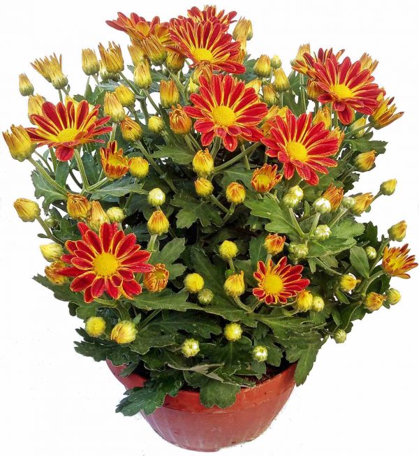Chryzantéma pravá - Chrysanthemum indicum