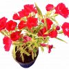 Klinček Čínsky - Dianthus Chinensis