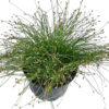isolepis