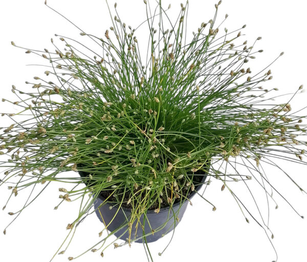 isolepis