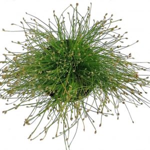 isolepis live wire
