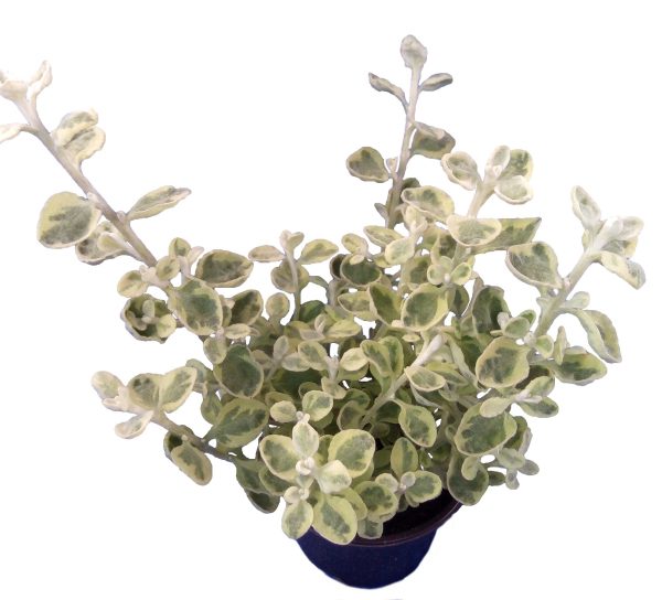 Slamiha - Helichrysum Petiolare