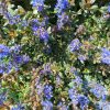 Zbehovec plazivý - Ajuga reptans - je nízka pôdopokryvná plazivá trvalka. Dorastá až do výšky 15 cm. Počas kvitnutia, keď sa nad ružicami listov týči početné vzpriamené kvetenstvo, dosahuje výšku 25 cm. Počas celej sezóny je táto odroda zdobená hnedofialovými listami a počas obdobia kvitnutia má modré alebo fialové kvety, ktoré vyzerajú skvele na tmavom pozadí.