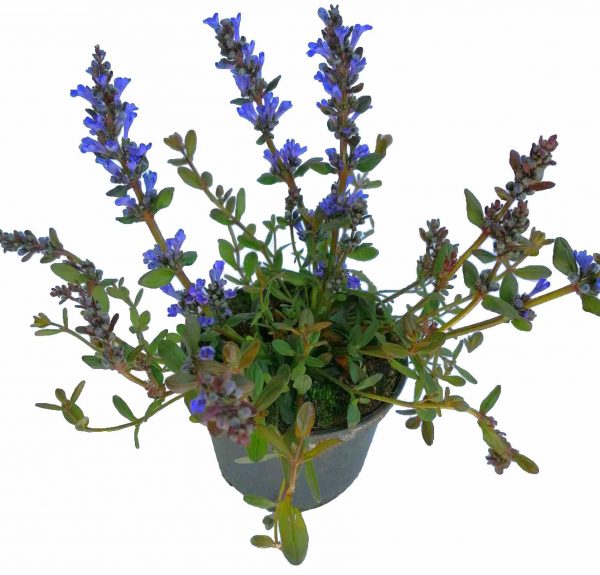 Zbehovec plazivý - Ajuga reptans - je nízka pôdopokryvná plazivá trvalka. Dorastá až do výšky 15 cm. Počas kvitnutia, keď sa nad ružicami listov týči početné vzpriamené kvetenstvo, dosahuje výšku 25 cm. Počas celej sezóny je táto odroda zdobená hnedofialovými listami a počas obdobia kvitnutia má modré alebo fialové kvety, ktoré vyzerajú skvele na tmavom pozadí.