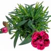 Klinček záhradný - Dianthus Caryophyllus