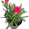 Klinček záhradný - Dianthus Caryophyllus