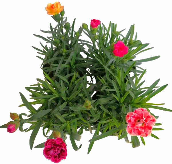 Klinček záhradný - Dianthus Caryophyllus