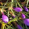 Krókus - Šafran (Crocus sativus)