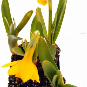 Narcis záhradný - Narcissus