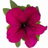 Petúnia kríčková - Grandiflora