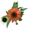 echinacea orange