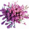 Vresovec - Erica Carnea
