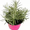 Maggi Bylinka - Helichrysum Italicum