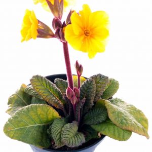 Prvosienka Jarná - Primula Veris