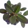 Šalvia Lekárska - Salvia Officinalis