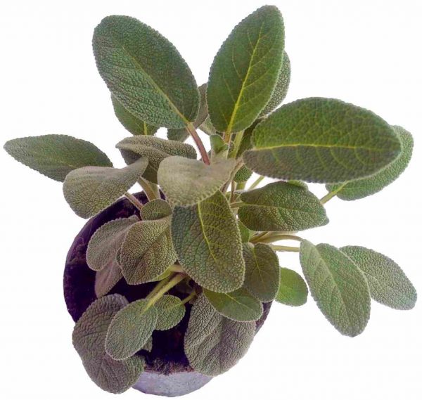 Šalvia Lekárska - Salvia Officinalis