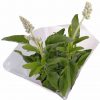 Šalvia Farinacea - Salvia Farinacea