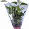 Šalvia Farinacea - Salvia Farinacea