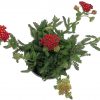 Rebricek Obycajny - Achillea Millefolium cerveny 1