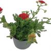 Rebricek Obycajny - Achillea Millefolium cerveny 2