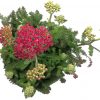Rebricek Obycajny - Achillea Millefolium ruzovy 1