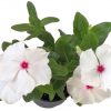 catharanthus biely 1