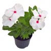 catharanthus biely 2