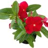 catharanthus cerveny 1
