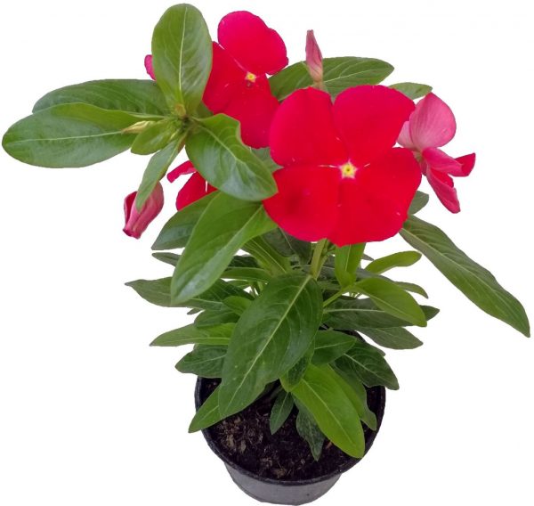 catharanthus cerveny 2