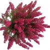 erica gracilis cervena 1