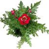 shinzanthus wisetonensis cerveny
